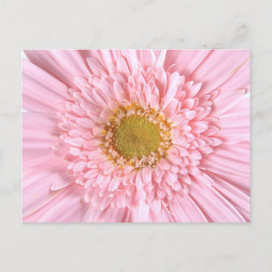 Cartão Postal Cartão-postal de fotos de aproximação de Gerbera D
