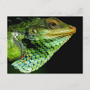 Cartão Postal Cartão-postal de fotos de fechamento de Iguana
