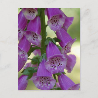Cartão Postal Cartão-postal de Foxglove