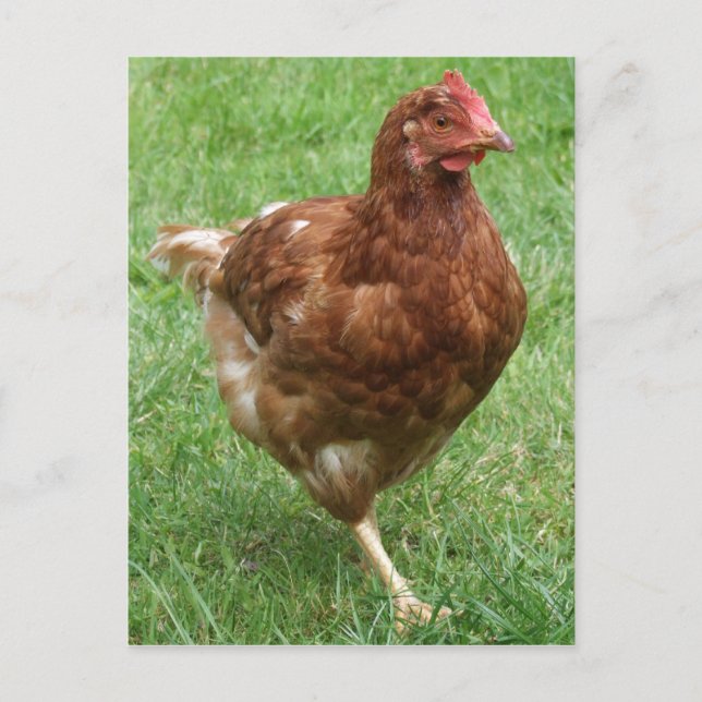 Cartão Postal Cartão-postal de frango (Frente)