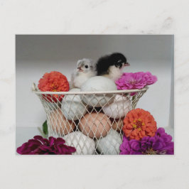 Cartão Postal Cartão-postal de frango para bebês