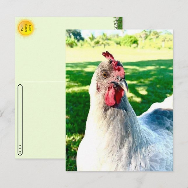 Cartão Postal Cartão-postal de frango - Série Fazenda Life (Frente/Verso)