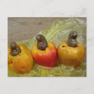 Cartão Postal Cartão-postal de Fruta Afro-Cashew Nut