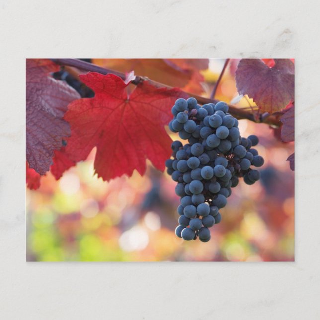 Cartão Postal Cartão-postal de fruta e Comida 72 (Frente)