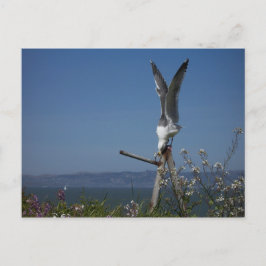 Cartão Postal Cartão-postal de gaivota