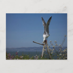 Cartão Postal Cartão-postal de gaivota