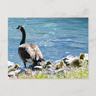 Cartão Postal Cartão-postal de gansos canadenses (mãe e bebê)