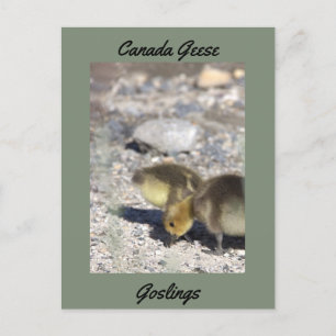 Cartão Postal Cartão-postal de gansos do Canadá