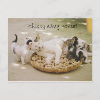 Cartão Postal Cartão-postal de gato