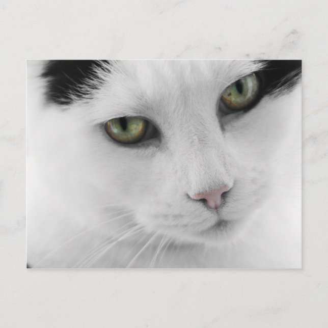Cartão Postal Cartão-postal de gato branco (Frente)