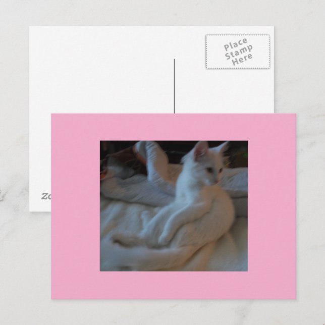 Cartão Postal Cartão-postal de gato branco (Frente/Verso)