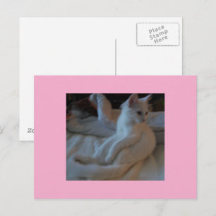 Cartão Postal Cartão-postal de gato branco