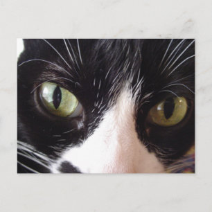 Cartão Postal Cartão-postal de gato branco e preto