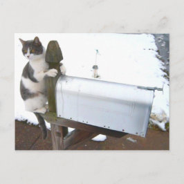 Cartão Postal Cartão-postal de Gato Cócio Cócio Cansado