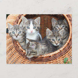 Cartão Postal Cartão-postal de Gato de Kitten
