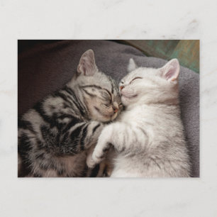 Cartão Postal Cartão-postal de Gato de Kitten