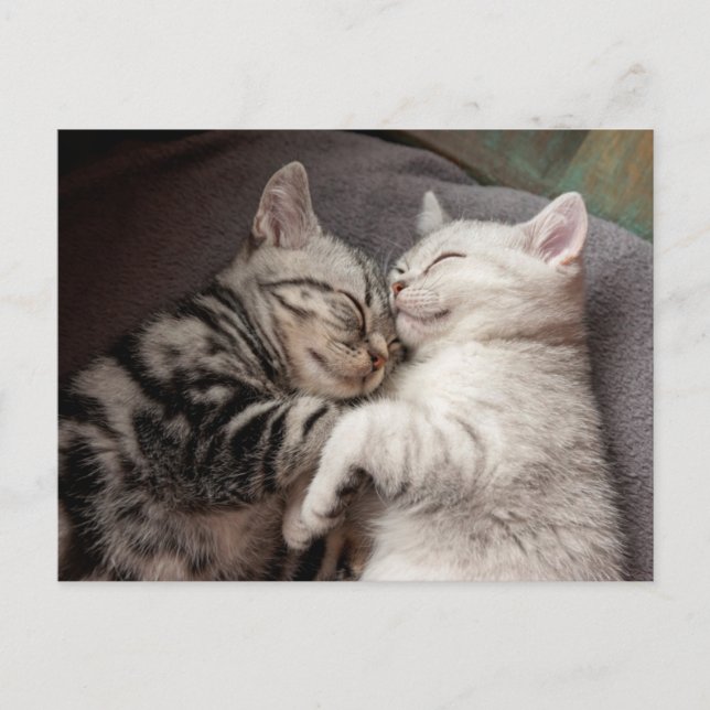 Cartão Postal Cartão-postal de Gato de Kitten (Frente)