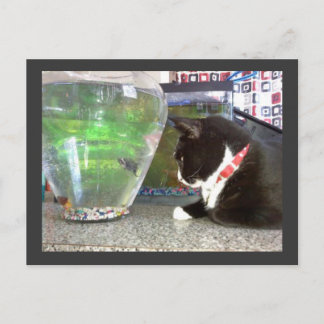 Cartão Postal "Cartão-postal de gato de pesca"