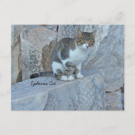 Cartão Postal Cartão-postal de Gato Feral Ephesus