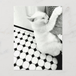 Cartão Postal Cartão-postal de gato preto e branco
