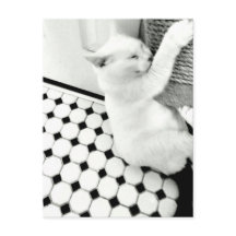 Cartão-postal de gato preto e branco