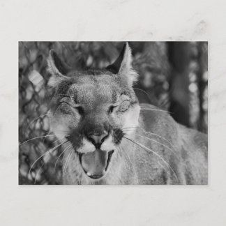 Cartão Postal Cartão-postal de Gato Ridente