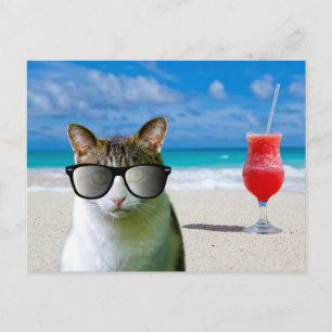 CARTÃO POSTAL CARTÃO-POSTAL DE GATO USANDO ÓCULOS DE SOL NA PRAI