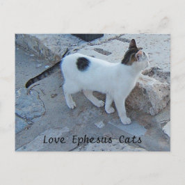 Cartão Postal Cartão-postal de gatos efesus
