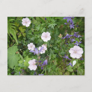 Cartão Postal Cartão-postal de Gerânios Rosa e Campanula Roxa