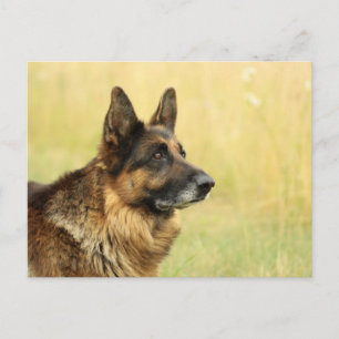 Cartão Postal Cartão-postal de German shepherd