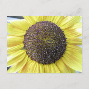 Cartão Postal Cartão-postal de girassol amarelo