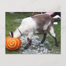 Cartão Postal Cartão-postal de Goat e Pumpkin