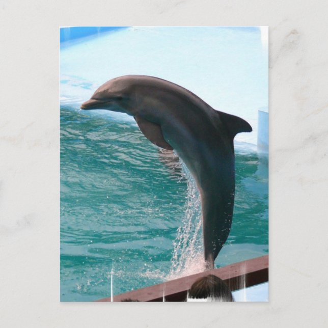 Cartão Postal Cartão-postal de golfinho (Frente)