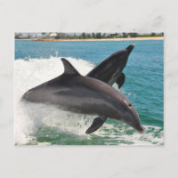 Cartão-postal de golfinhos de gargalo selvagem sal