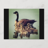 Cartão-postal de Goose e Bebês