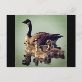 Cartão Postal Cartão-postal de Goose e Bebês