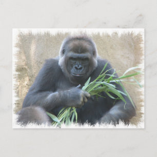 Cartão Postal Cartão-postal de Gorilla Silverback