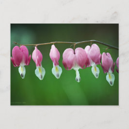 Cartão Postal Cartão-postal de Gráficos Rosa