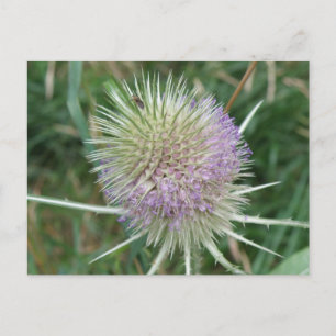 Cartão Postal Cartão-postal de Grama Selvagem de Flor