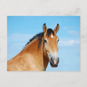 Cartão Postal Cartão-postal de Gulliver