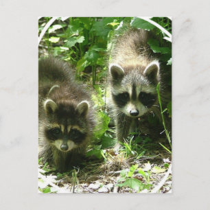 Cartão Postal Cartão-postal de Habitat Raccoon
