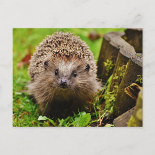 Cartão Postal Cartão-postal de Hedgehog em Floresta