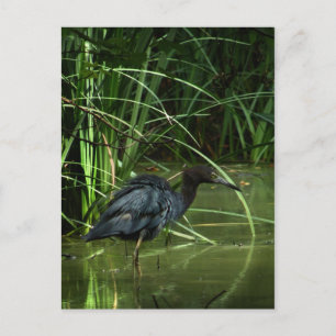 Cartão Postal Cartão-postal de Herão Azul