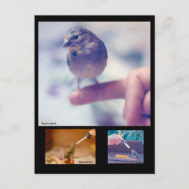 Cartão Postal Cartão-postal de história Goldfinch resgatado