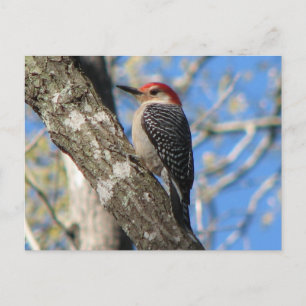 Cartão Postal Cartão-postal de homem de barriga vermelha