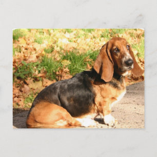 Cartão Postal Cartão-postal de Hound Basset Sentado