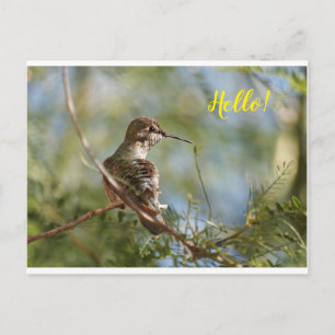 Cartão Postal Cartão-postal de Hummingbird