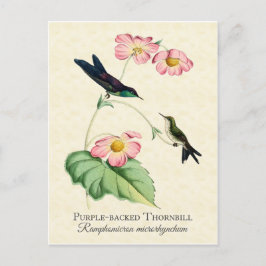 Cartão Postal Cartão-postal de Hummingbird com Thornbill