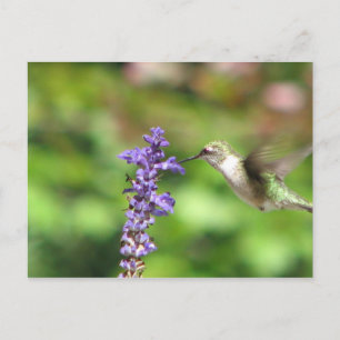 Cartão Postal Cartão-postal de Hummingbird de Northwood