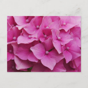 Cartão Postal Cartão-postal de Hydrangea rosa